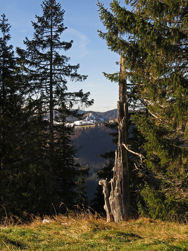 mountain nature rock view hiking ridge climbing pines naturereserve sedimentary conglomerate forerst prealps nagelfluhkette gratwanderung negelfluhgestein