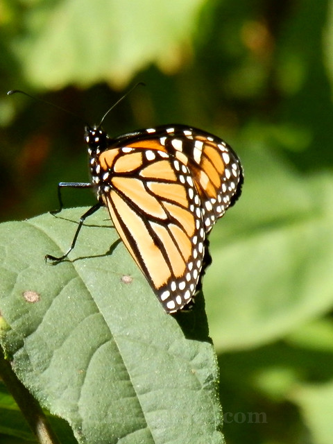 monarch 5
