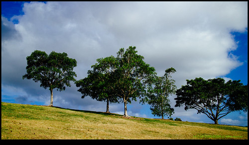 trees sky clouds sydney australia newsouthwales 2014 erskineville