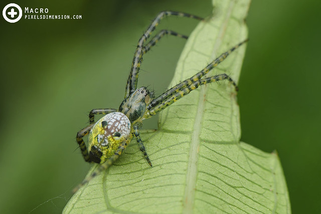 Double-Humped Yellow Tent Spider- Cyrtophora cylindroides ♀ juv