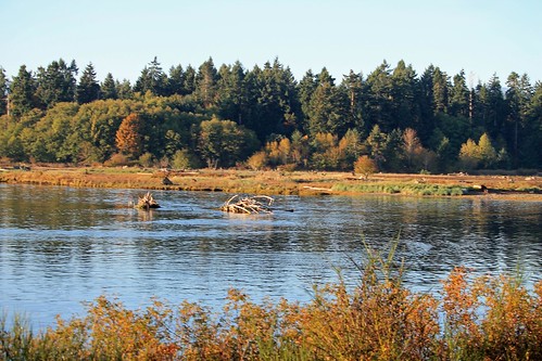 landscape waterscape autumn fall scenic foliage bushes grass trees weeds water waterfront hightide river riverbank estuary coast shore seaside sky nature parksville vancouverisland bc britishcolumbia canada