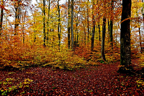 automne couleurs feuilles étang cossonay sousbois sépey