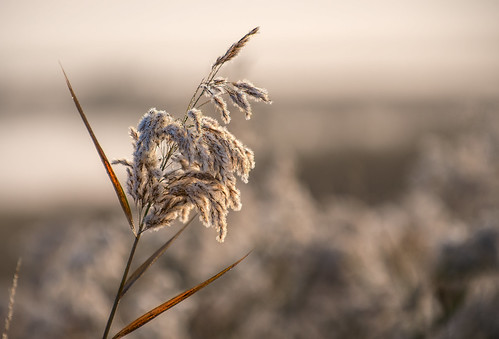 plants mist fog sunrise nikon earlymorning forsythenwr 70200mm28 d4s