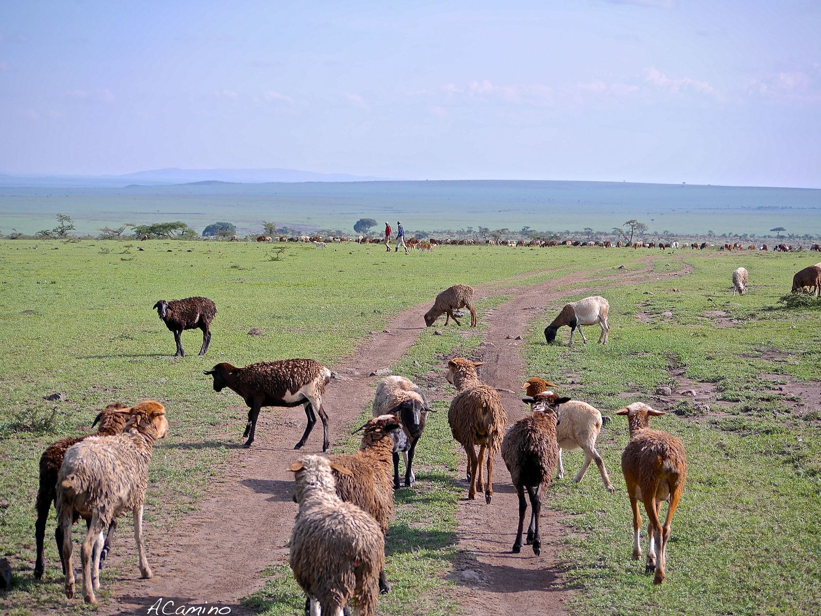 12 días de Safari en Kenia: Jambo bwana - Blogs de Kenia - El parto de una gacela en un Masai Mara, lleno de búfalos, leones, guepardos... (44)