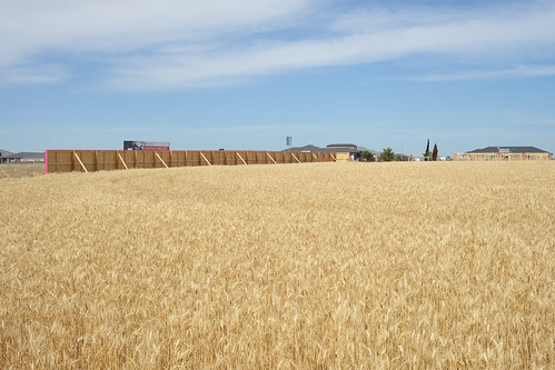 nikon wheat voigtlander farmland f2 40mm habitat suburbansprawl d800 wyndham ultron urbangrowth daviscreek tarneit slii satterley