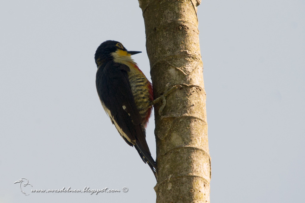 Carpintero arcoiris (Yellow-fronted woodpecker) Melanerpes flavifrons3