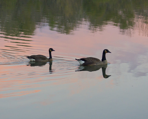 geese water clouds sunset lakespringfield outdoors wildlife springfield mo sonyalpha77v sony75300mmf4556