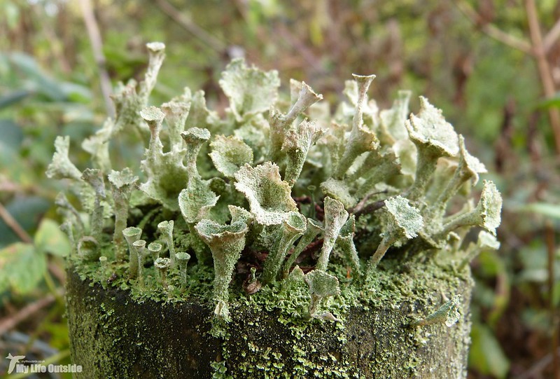 P1100027 - Cladonia pyxidata, Llanelli WWT