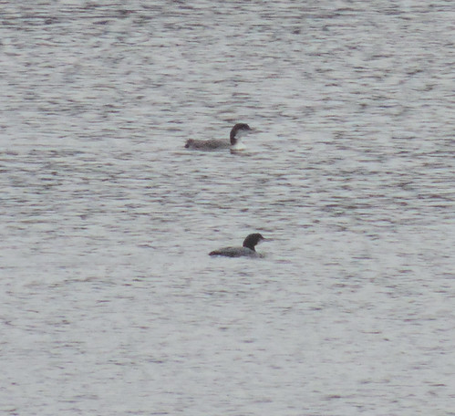 Common Loon in background with mystery loon.