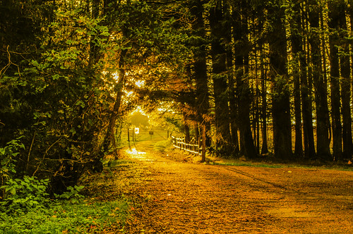 trees sunset sunlight forest scotland amber scenery scenic paisley glenniferbraes pentaxkr brianmcdiarmid