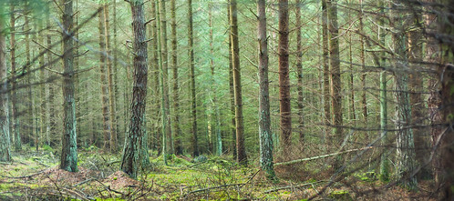 wood trees england plants green nature forest nikon wildlife northumberland d700