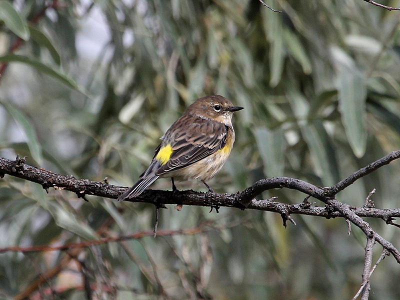 Photograph titled 'Yellow-rumped Warbler'