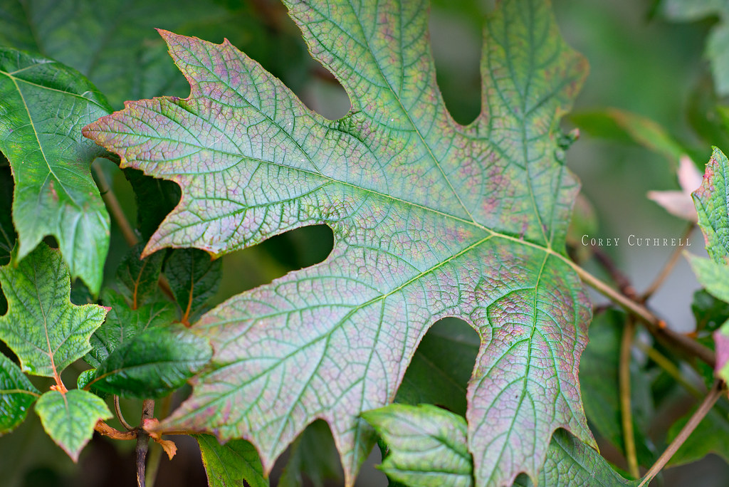 leaf 2