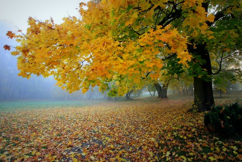 park morning tree leaves yellow fog canon landscape scenery drohiczyn cesarz marcelxyz