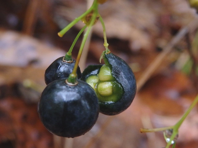 Solomon's seal (Polygonatum biflorum) berries Linville Gorge