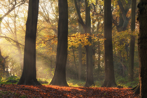 autumn sunlight colour tree beech pipershill worcestershirewildlifetrust