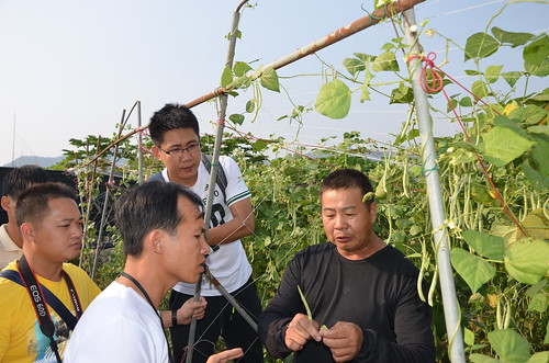 埔里有機農陳果寶分享四季豆的栽種心得，交流團成員聽得津津有味。