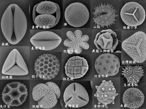孢粉。圖片來源：特有生物研究保育中心