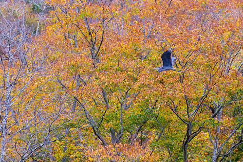 fall heron wildlife