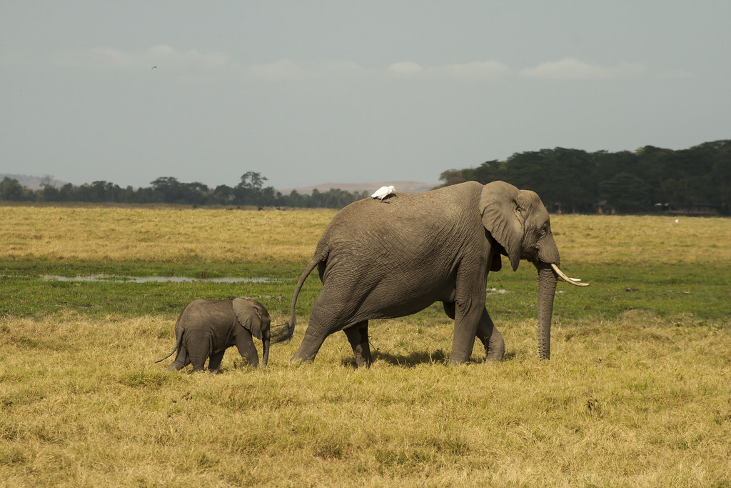 AMBOSELI II - MEMORIAS DE KENIA 14 días de Safari (6)