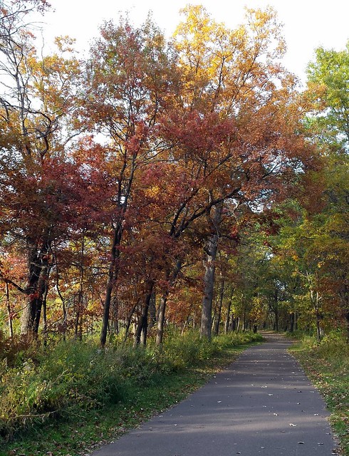 oak trees along a walking path