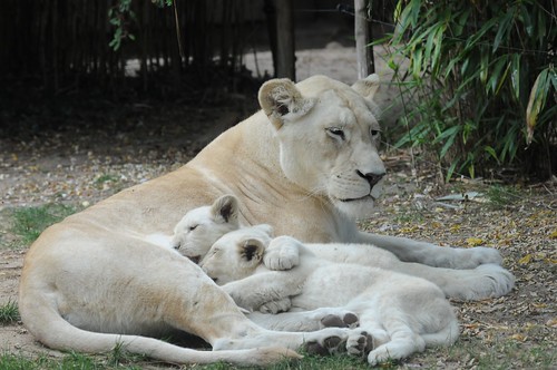 Transvaal-Löwin Nikita mit ihrem Nachwuchs im Zoo de La Flèche