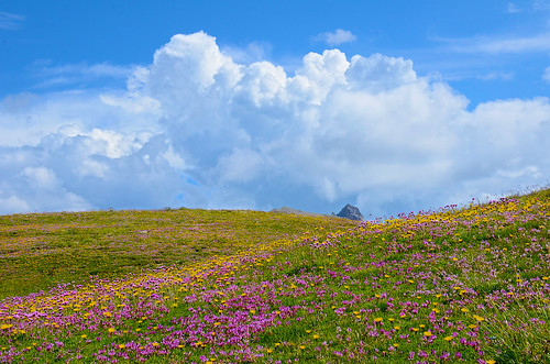 flowers summer mountain france clouds fleurs montagne july été nuages juillet queyras alpage hautesalpes
