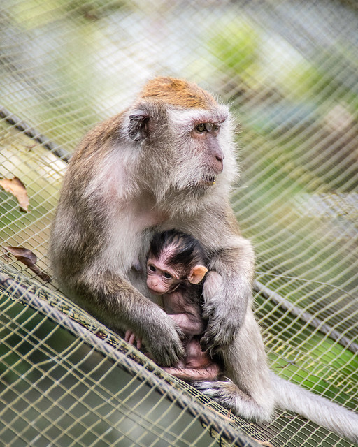 monkey and baby