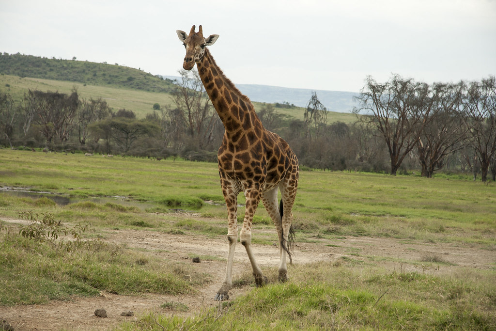 LAGO NAKURU - MEMORIAS DE KENIA 14 días de Safari (15)