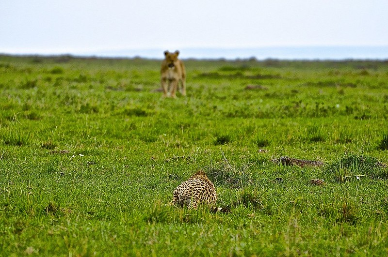Gran dia en el M.Mara viendo cazar a los guepardos - 12 días de Safari en Kenia: Jambo bwana (53)