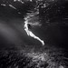 Coming up for air. @jeffrueppel #blackandwhite #blackandwhitephotochallenge #underwater #swim #3of5 #traveldeeper #travelstoke #mytinyatlas @zealoptics @prana @natgeotravel @patagonia @outsidemagazine @intrepidtravel  @tandemstock @aquatech_imagingsolutio