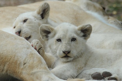 Transvaal-Löwen Nachwuchs im Zoo de La Flèche