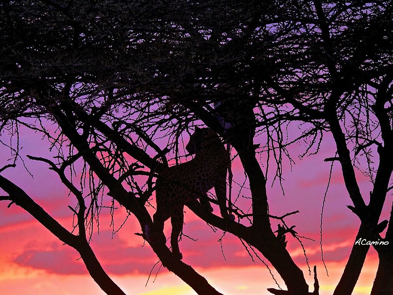 12 días de Safari en Kenia: Jambo bwana - Blogs de Kenia - 2º safari en el Mara: Hipos, Leones, Leopardos, hienas, jirafas, puesta de sol (37)