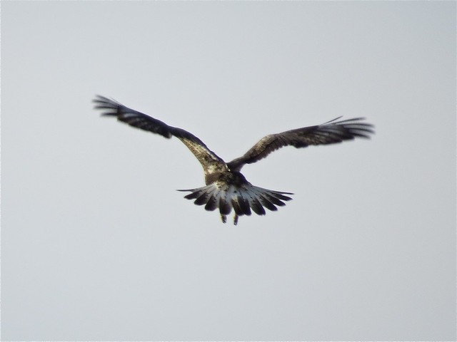 Rough-legged Hawk in the Magic Stump Area in Coles County, IL 01