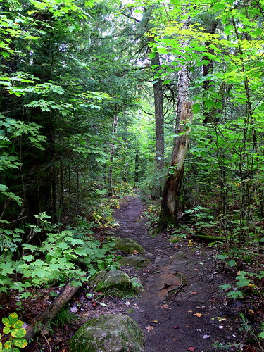 park trees two ontario canada nature hiking path national rivers algonquin