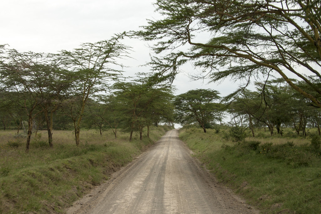 MEMORIAS DE KENIA 14 días de Safari - Blogs de Kenia - LAGO NAKURU (8)