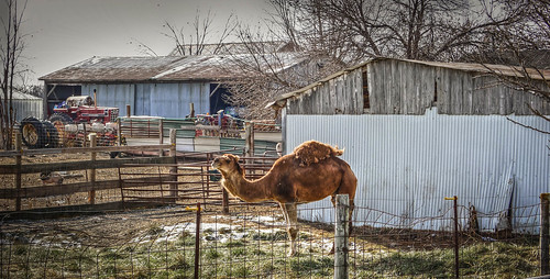 illinois farm farming dromedary camel pasture augusta livestock hancockcounty