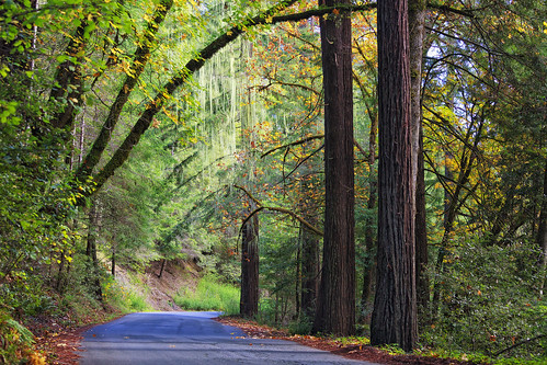 statepark fall humboldt chandelier redwood oldgrowth