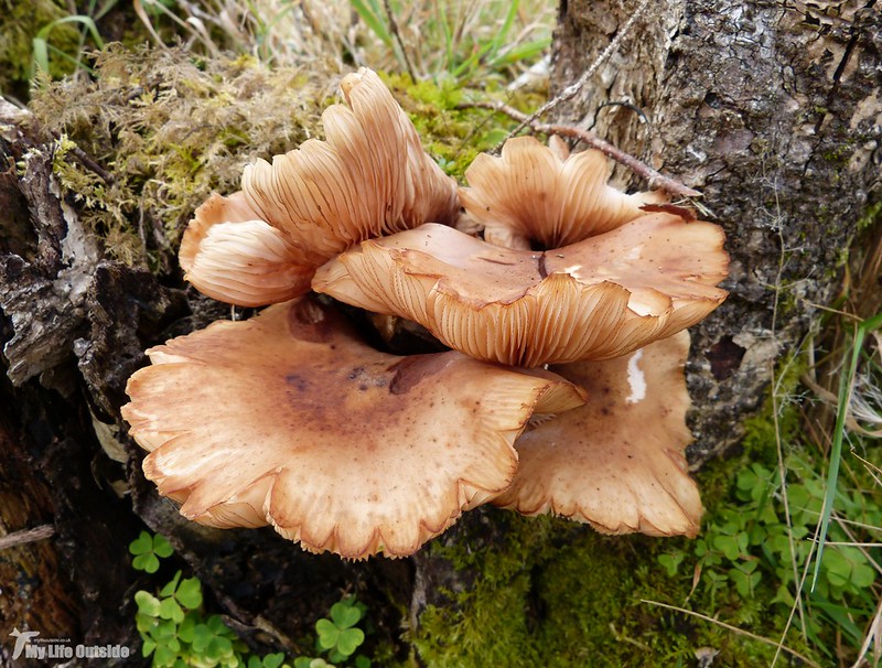 P1090193 - Fungi, Isle of Mull
