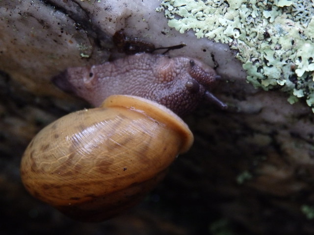 snail Linville Gorge