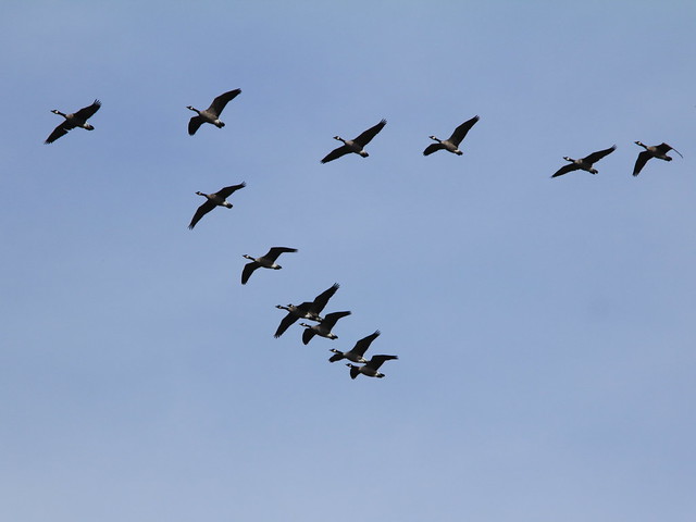 Canada Geese 20141017