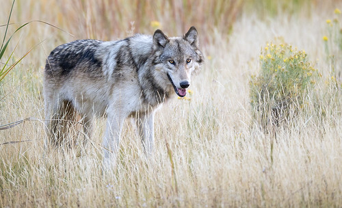 park wolf montana timber gray national mammoth yellowstonenationalpark yellowstone wyoming lupus graywolf timberwolf canis canislupus jeffdyck