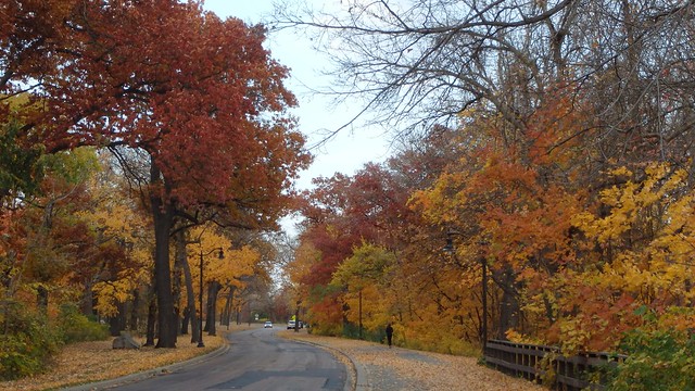curved road with many colors of leaves on both sides