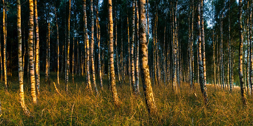 sunset summer skåne sweden birch björk sverige scania sommar solnedgång skånelän björkåsa hommentorpsgård