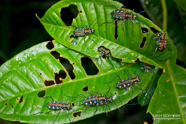Tiger beetles (Cicindelinae) - DSC_4447