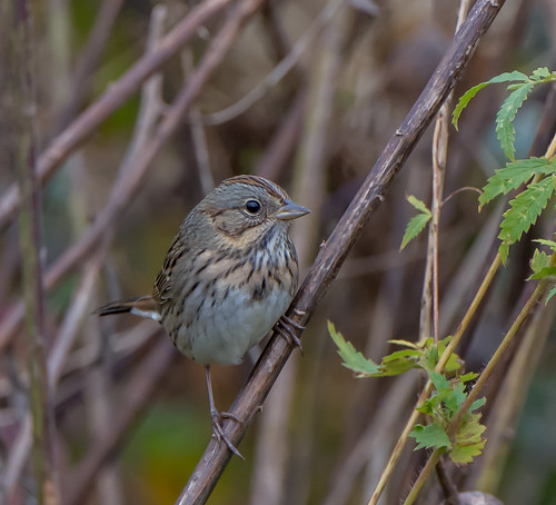 melospizalincolnii lincolnssparrow bird sparrow waterfordfarm maryland bonniecoatesott