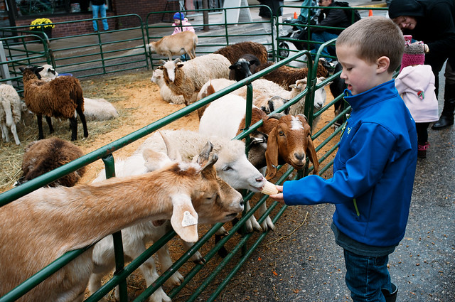 Feeding the goats.