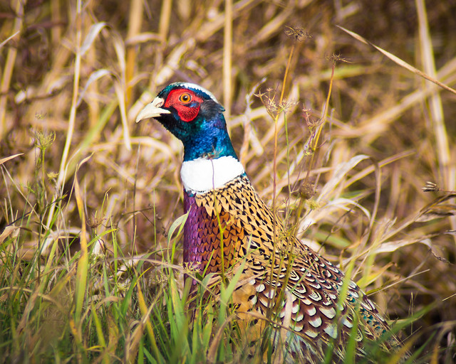 Bird, Colorful, Pheasant, Ring-necked, Wildlife