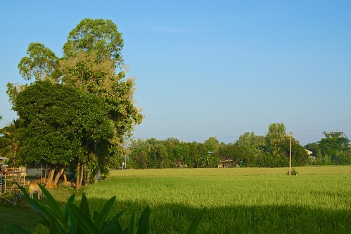 morning light tree sunrise thailand dawn asia village rice sony fields southeast alpha dslr 77 province surin