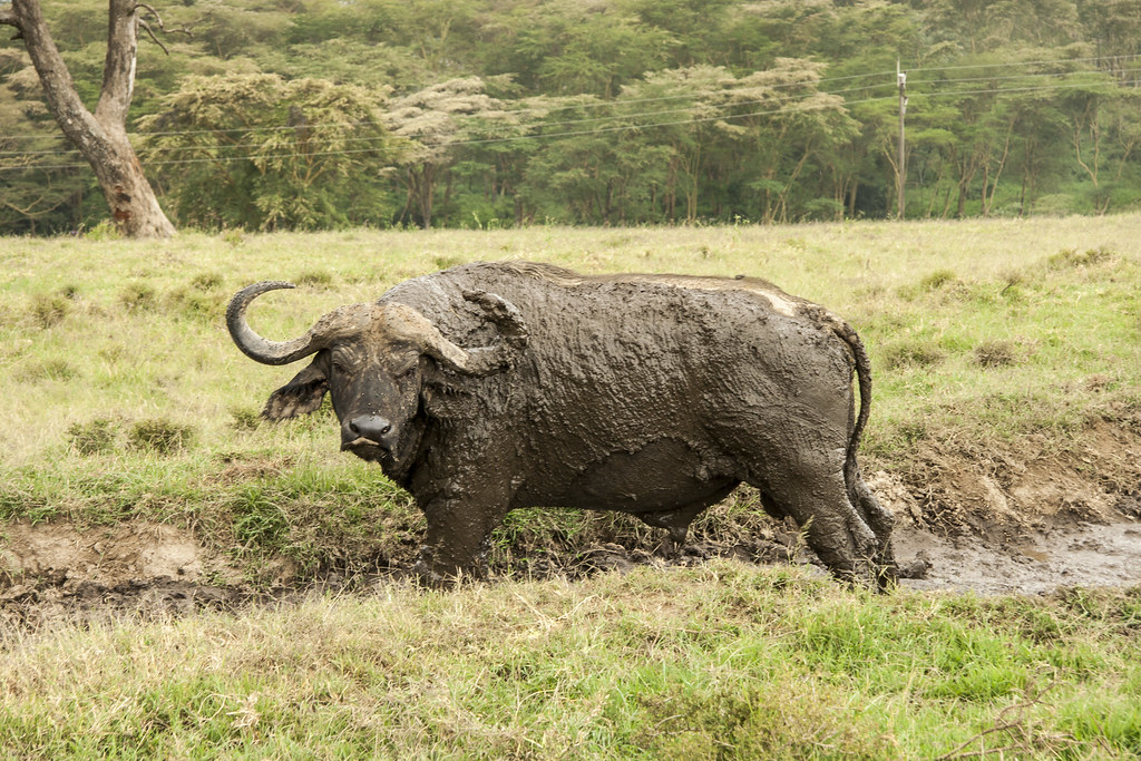 LAGO NAKURU - MEMORIAS DE KENIA 14 días de Safari (11)